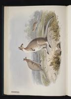 Halmaturus ruficollis plate 17