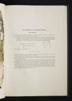 Monograph of the Macropodidae, 1:70