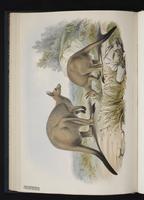 Western Grey Kangaroo plate 16