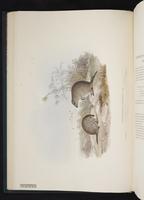 Gilbert's Potoroo plate 15