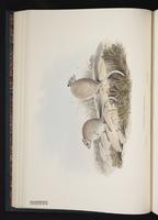rufous 'rat'-kangaroo, Rufous Rat-kangaroo plate 13
