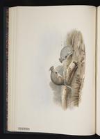 Eastern Hare-wallaby plate 12