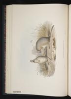 Tammar Wallaby plate 11