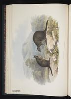 red-bellied pademelon, Tasmanian Pademelon plate 10