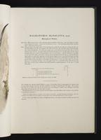 Monograph of the Macropodidae, 1:40