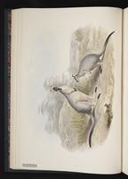 Western Brush Wallaby plate 9
