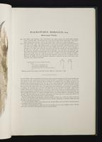 Monograph of the Macropodidae, 1:36