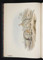 Black-striped Wallaby plate 8