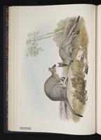 Bennett's Tree-kangaroo plate 7