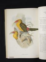 Andigena bailloni plate 42