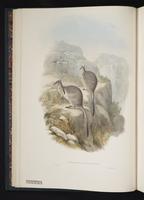 Short-eared Rock-wallaby plate 6