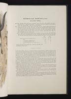 Monograph of the Macropodidae, 1:24