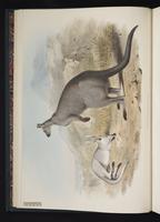 Wallaroo plate 5