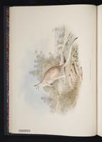 Northern Nail-tail Wallaby plate 4