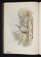 Macropus fraenatus plate 3