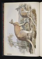 Red Kangaroo plate 2
