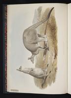 Western Grey Kangaroo plate 1