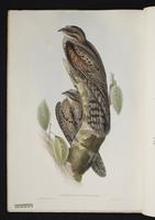 Nyctibius pectoralis plate 8