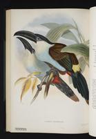 Andigena nigirostris plate 41