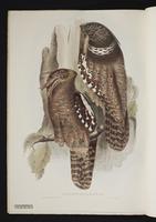 Batrachostomus auritus plate 7