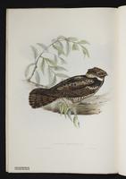 Lyncornis temminckii plate 6