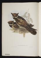 Lyncornis macrotis plate 5