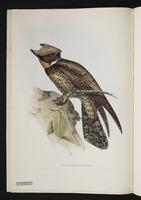 Lyncornis cerviniceps plate 4