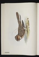 Nyctidromus derbyanus plate 2