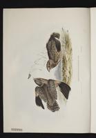 Amblypterus anomalus plate 1