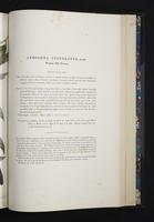 Monograph of the Ramphastidae, 2:188