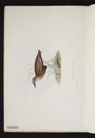 Cursorius rufus plate 10