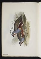 Ortyx plumifera plate 9