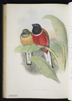 Black-tailed trogon plate 38