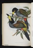 Andigena cucullatus plate 40