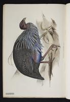 Numida vulturina plate 8