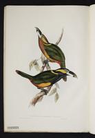 Pteroglossus (Selenidera) gouldii plate 7