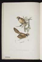 Paradoxornis flavirostris plate 6