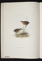 Microura squamata plate 5