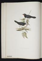 Calliope pectoralis plate 4