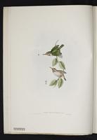 Todus multicolor plate 2