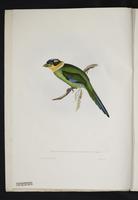 Eurylaimus (Crossodera) dahlousiae plate 1