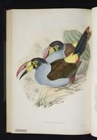 Andigena hypoglaucus plate 39