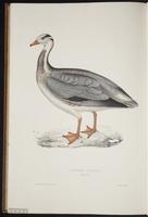 Anser indicus plate 99