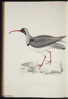 Ibidorhyncha struthersii plate 98