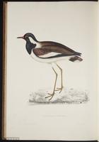 Vanellus indicus plate 97