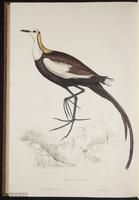 Hydrophasianus chirurgus plate 96