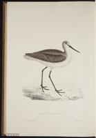 Tringa nebularia plate 95