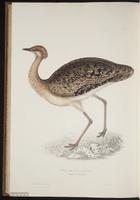 Pyrrhocorax pyrrhocorax plate 94