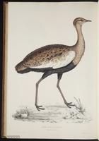 Pyrrhocorax pyrrhocorax plate 93