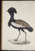 Pyrrhocorax pyrrhocorax plate 92